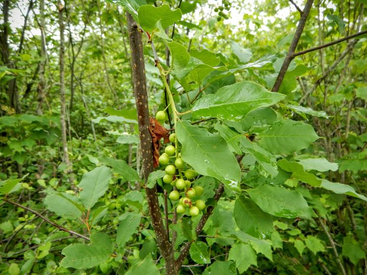 This photo shows a cluster of green, unripe chokecherry fruits. The plant is growing in a lush, shady woodland setting.