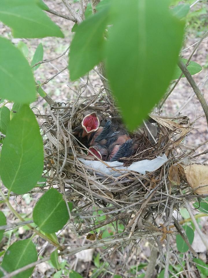 This photo looks down at a nest with very recently hatched cardinals. One of them has its bill wide open revealing its bright pink gape.
