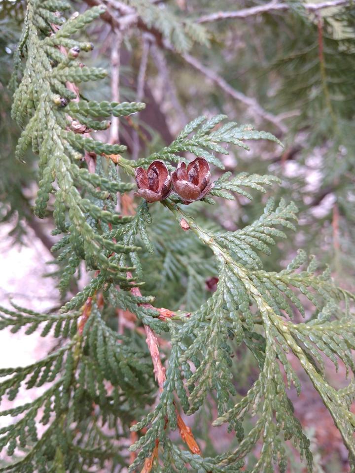 Two ripe fruit cones on this branch are a reddish-brown color and a woody, dry texture. Their scales are open.