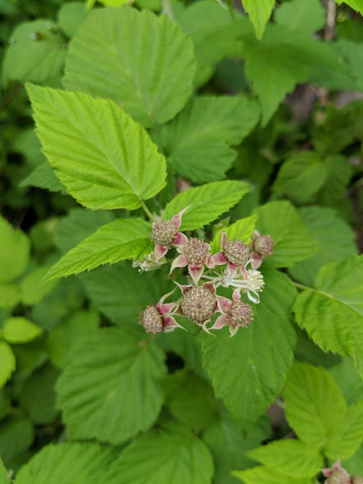 A lush background of bright green raspberry leaves frames a clusters of fruit that are not yet ripe. The unripe fruit are a dusky gray with only hints of red.
