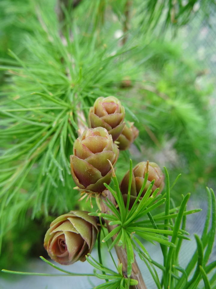 Five ripening seed cones are shades of brown and pale green. Bundles of short, bright green needles fill the scene.