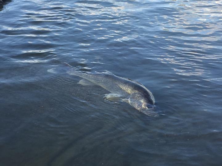 A large, dark fish with a white tip on its tail swims near the water's surface. The water reflects the blue sky.