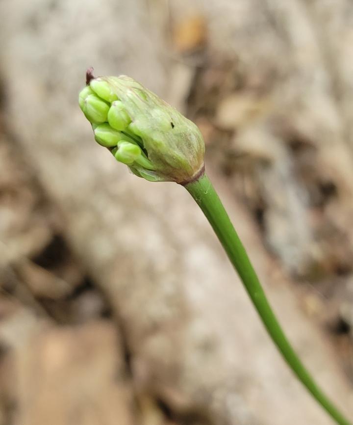 This close-up photo shows several (about twenty) pale green flower buds that are exposed as a papery sheath opens up.