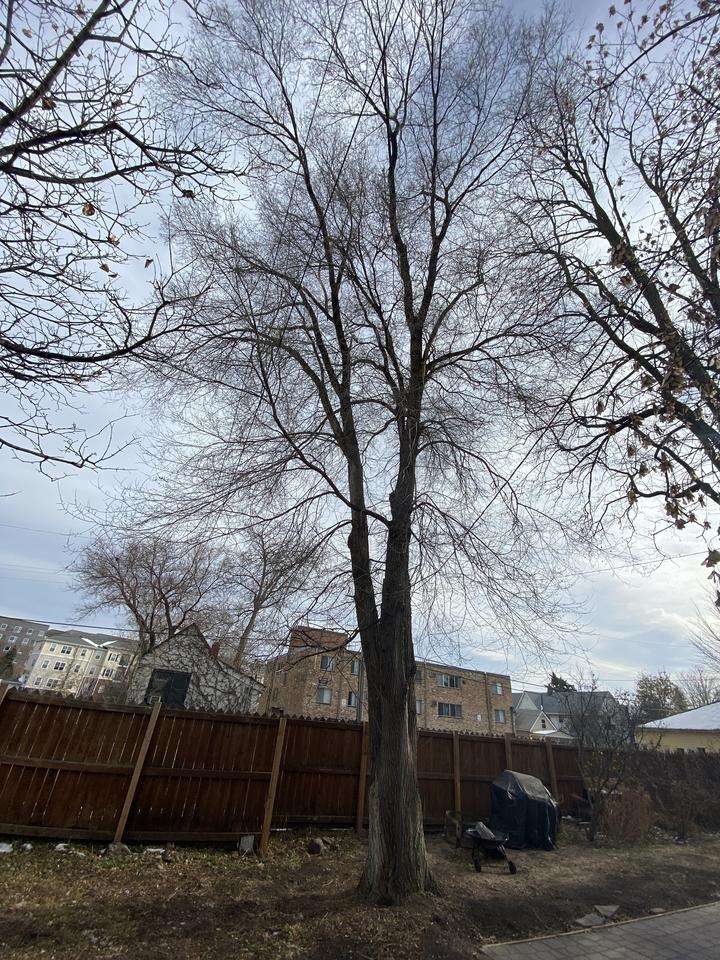 This residential scene features an elm tree with no leaves on its branches.
