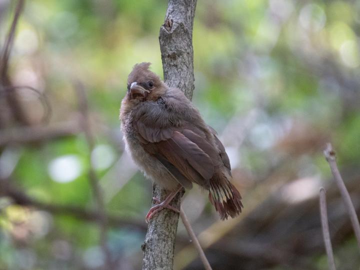 A young cardinal is perched, probably in the understory of a wooded area. Its tail is very short and its crest feathers are not yet fully formed.