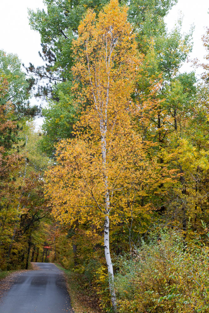 This autumn scene features a paper birch with colored leaves. Its thin, bright white trunk supports a canopy of orange-yellow leaves.