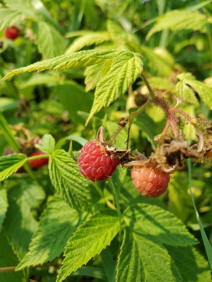 Two raspberries are in the foreground, one is ripe red and the other is pale red. The berries sit atop a dried-up base that is star-shaped and brown.