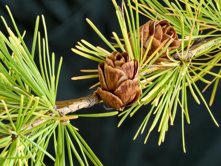 A close-up image showing two seed cones which are brown with scales that have begun to spread apart. Most of the needles are green, but a few have turned yellow.