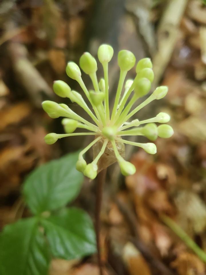The pale green flower buds are arranged in a globe-like cluster at the top of the wild leek's stem.