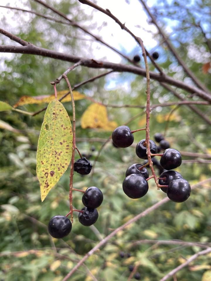 Ripe chokecherries are glossly, spherical, and dark purple, or nearly black. They are arranged in clusters and attached to a reddish support. A few yellow leaves are also in the photo.