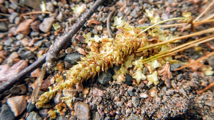 A catkin of golden tan ripe fruits lies on the ground. Many individual fruits, which are small winged nutlets, have fallen off the catkin structure.