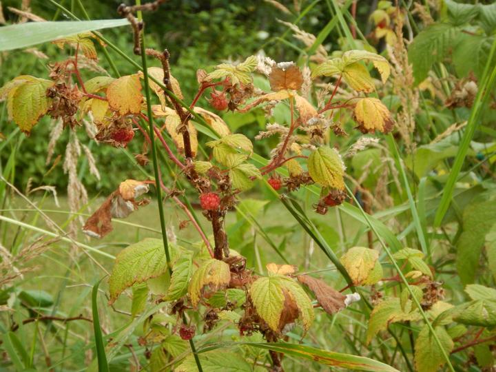Taken in August, this photo of a rapsberry plant has about seven ripe fruits still attached and the leaves have started turning yellow-green and shades of orange.