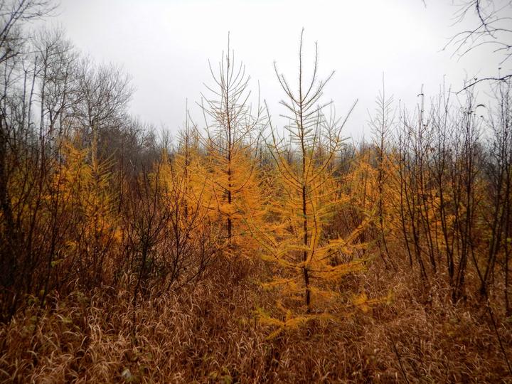 A wetland scene with several brilliant golden-orange tamarack trees.