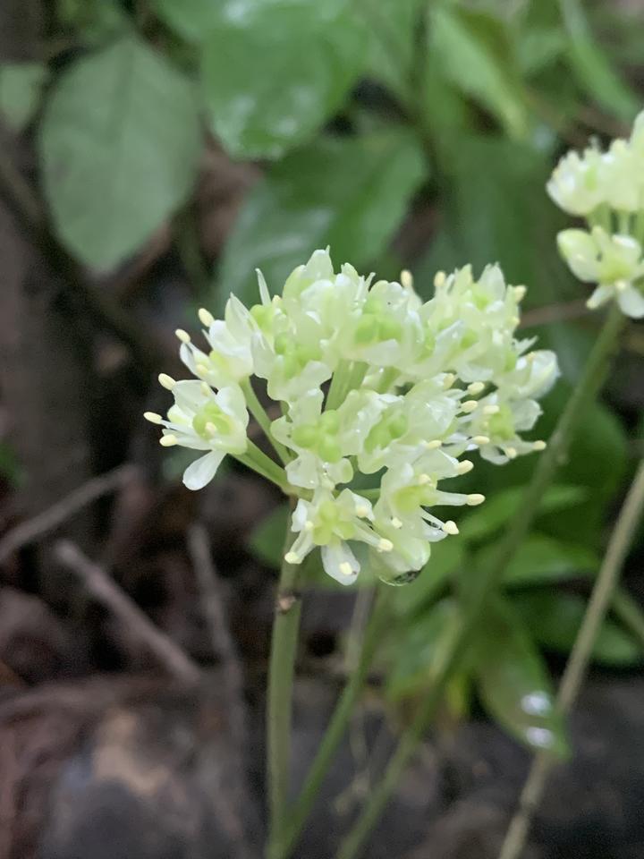 A close-up showing open flowers on a wild leek plant. The individual flowers have white petals, green centers, and small, spindly, white structures holding up pollen.