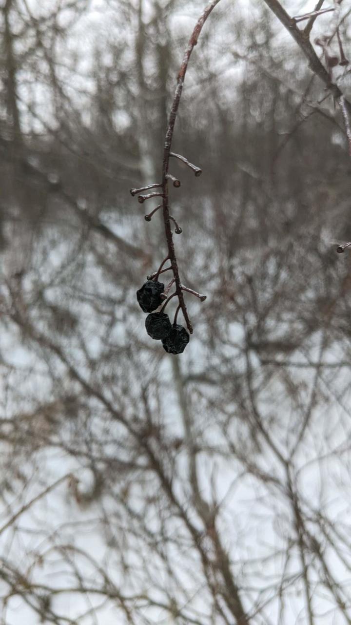 A winter woodland scene with a few remaining dried fruit on a chokecherry plant. They are still black and roughly spherical, though they are dry and no longer plump.