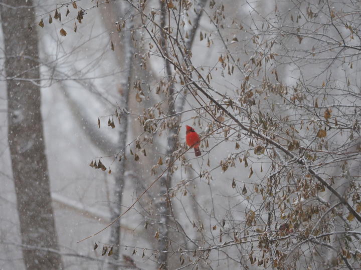 A brilliant red cardinal is perched in a wooded area. There is snow in the air and on the vegetation.