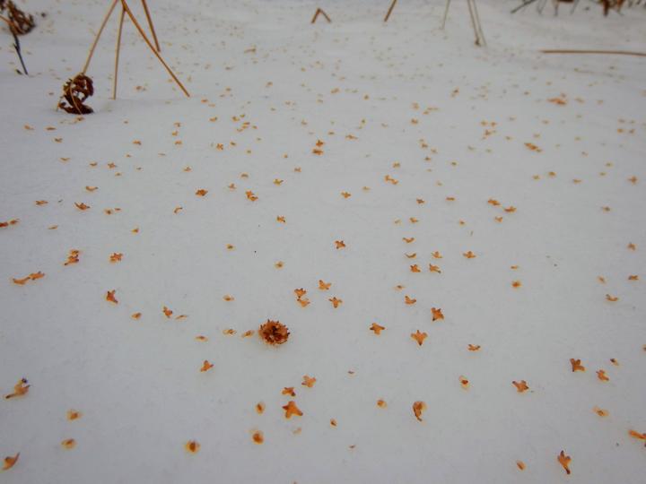 A photo of the snow's surface which is strewn with tiny, golden brown ripe fruits from a paper birch tree.