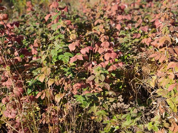 A dense growth of raspberry plants with beautifully colored leaves. Only a handful of green leaves remain, the rest are varying shades of red.