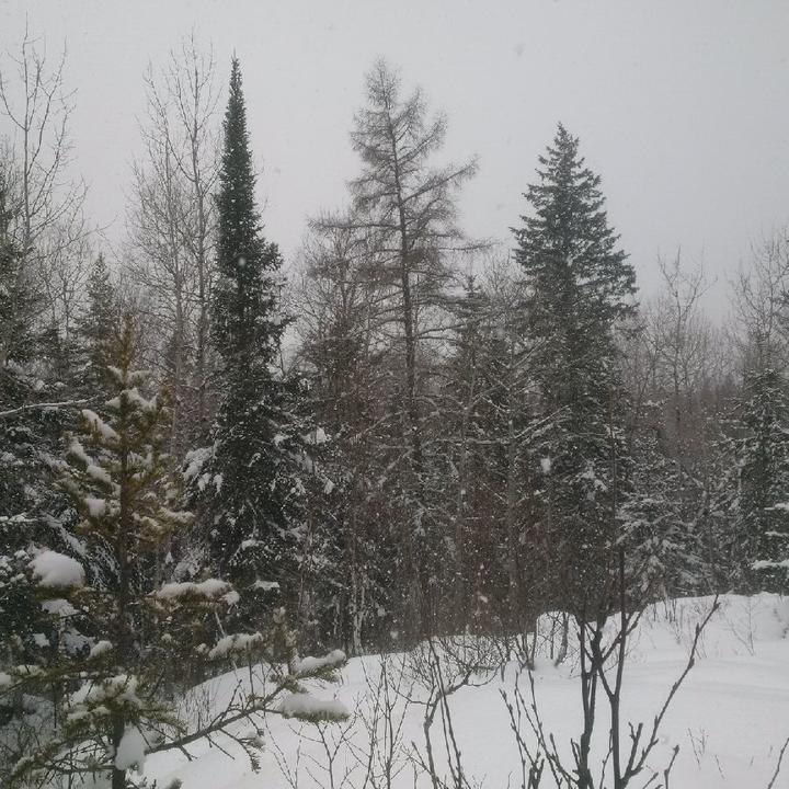 A winter scene with evergreens on either side of a bare-branched tamarack tree.
