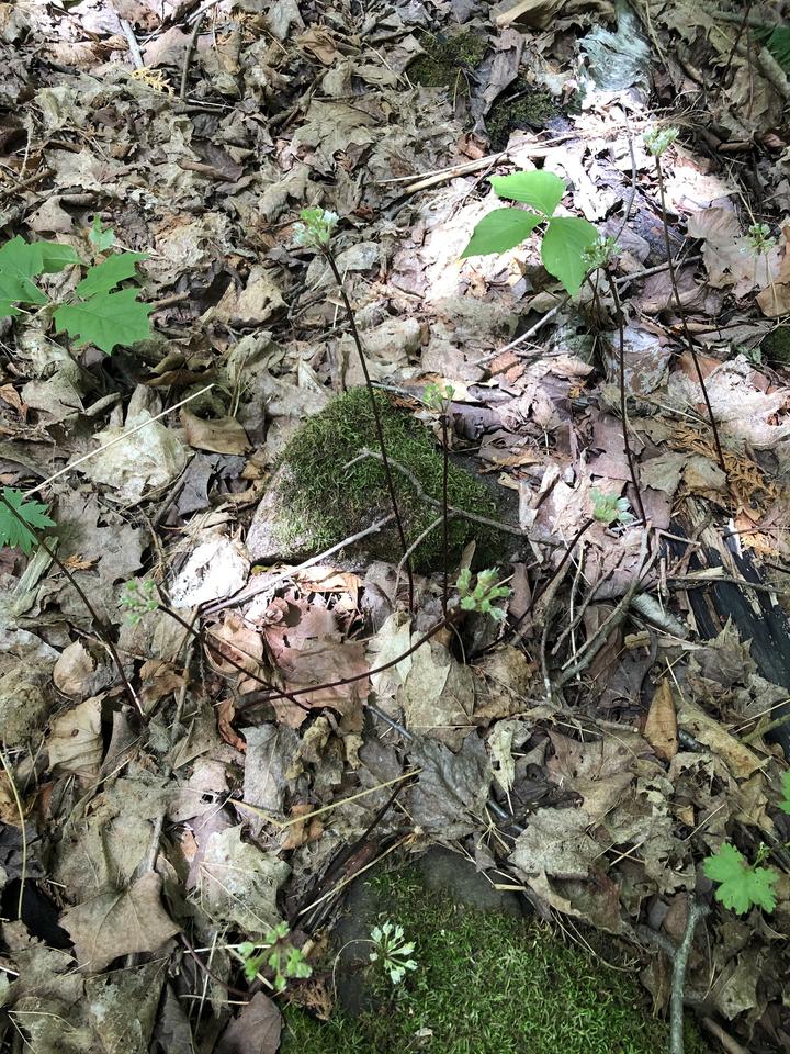 This wild leek plant grows on the shady forest floor. It has fruits at the top of thin reddish stems, and its leaves are gone.