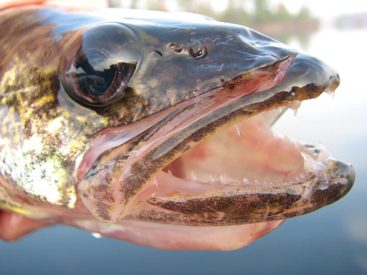 Close-up photo of a walleye's open mouth with several small, pointy white teeth.
