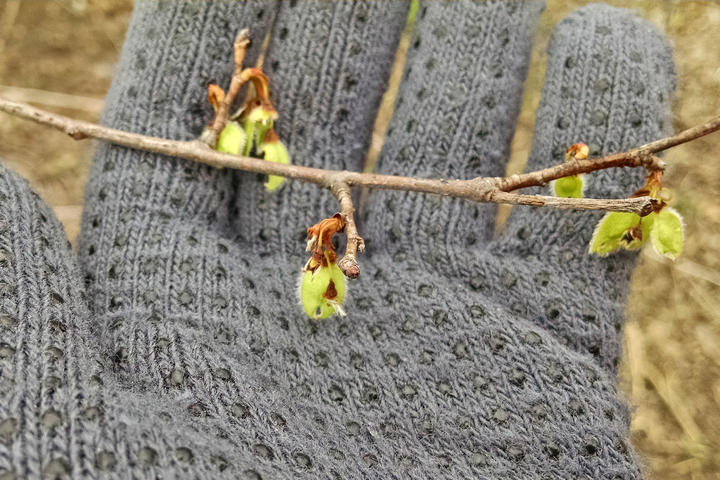 An elm twig with spent flowers that are shriveled and dark brown. At each spent flower location, brilliant yellow-green fruits are beginning to develop.