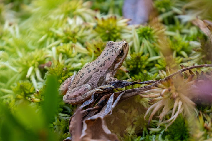A small frog sitting on moss. Its body is brown with dark markings, including a stripe from the tip of its face, passing through its eye, and extending to the back of its head.