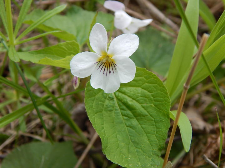 A close-up photo showing an open flower on a violet plant. Five white petals have a yellow center. Dark purple streaks cover about half of the lowest petal.