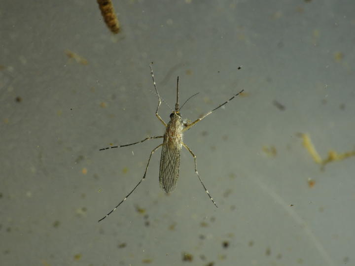 Adult mosquito standing on the surface of water, shortly after emerging. It has a long stiff mouthpart, two antennae that are slightly hairy, two black eyes, and flat gray wings that are folded.