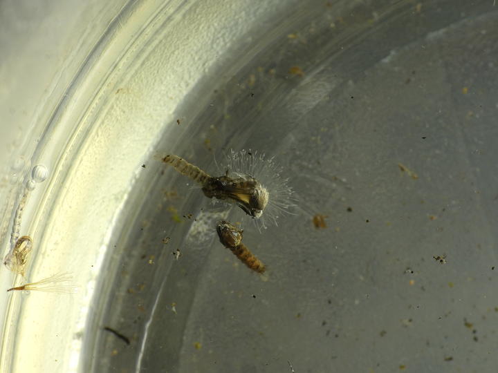 Photo of an adult mosquito emerging from its pupa on the water's surface.