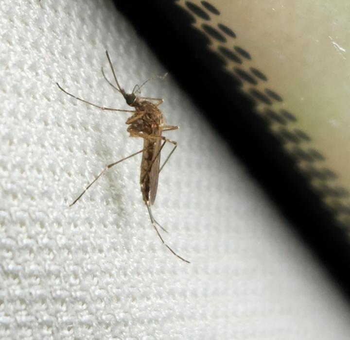 Close-up of a mosquito standiung on white woven fabric. It has spindly, segmented legs and a long stiff mouthpart.
