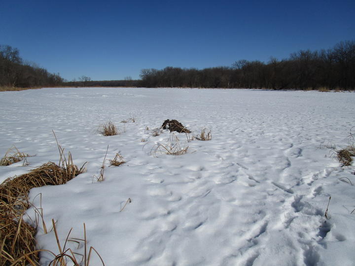 A winter scene with a bright blue sky and white snow covering a small lake. Several feet from the shore is a muskrat den. What can be seen above the snow is roughly cone-shaped and constructed of vegetation.