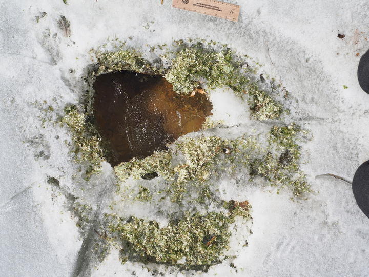 This photo looks down at ice and snow. A hole in the ice measures about ten inches across and is surrounded by shredded plant material.