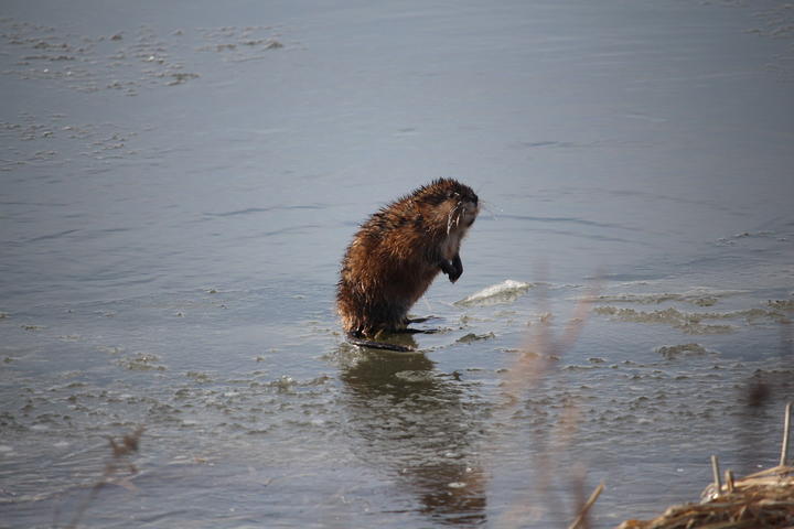 A furry, brown muskrat stands on thin ice. Its back is rounded and it is standing on its hind feet. It has ice on its whiskers.