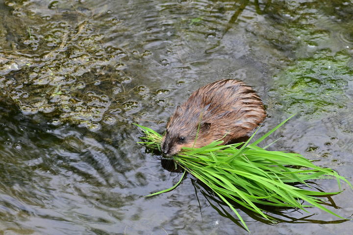 A muskrat is half-submerged in shallow water. It holds in its mouth a large bundle of bright green grasses.