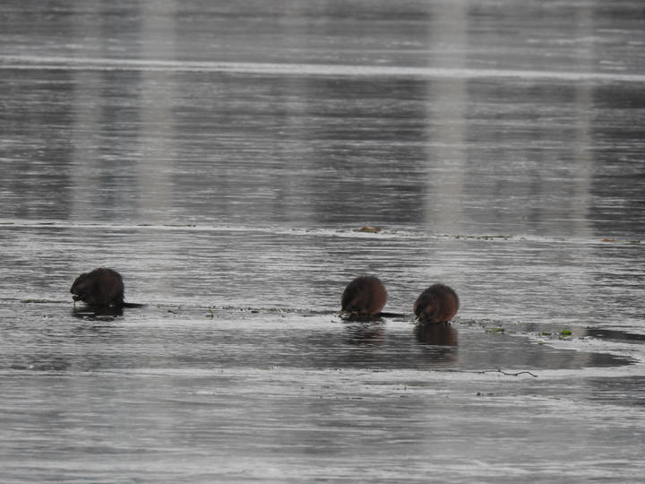 Three muskrats stand on a smooth, icy lake surface. As they eat, their furry bodies are round and hunched over.