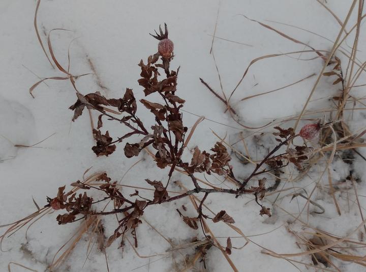 A rose plant in winter, against a snowy backdrop. Leaves are still attached, but they are dry and dark brown. A few dull brown rose hips are also attached.