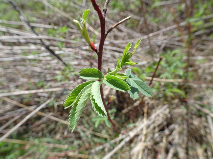 Bright green new leaves are growing. The margins are toothed and the leaves are compound, meaning several leaflets are arragned to compose a single leaf.