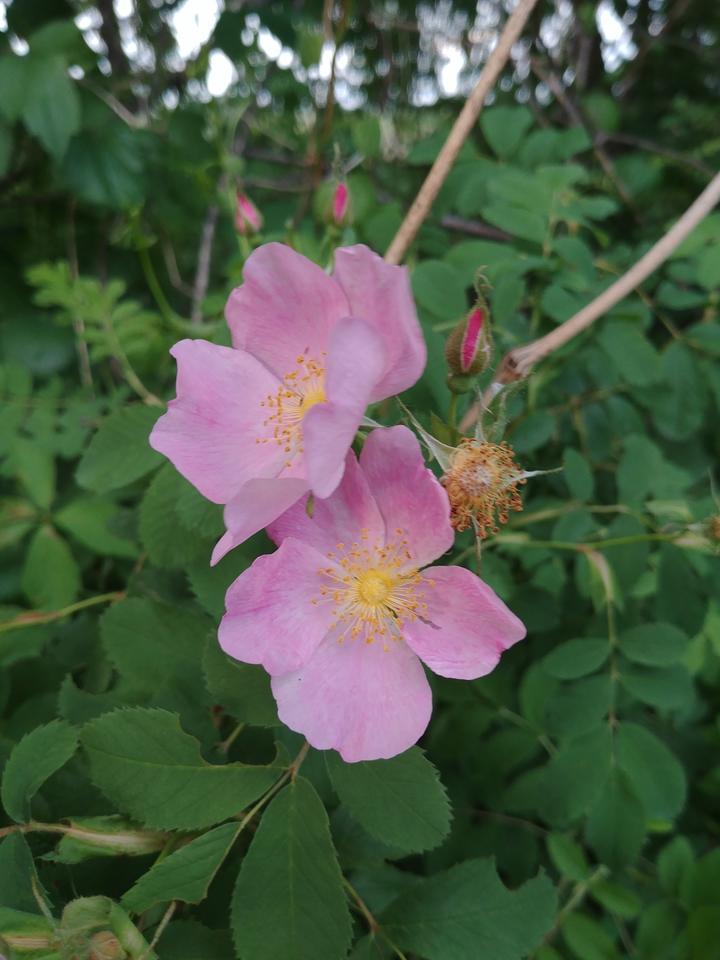 Close-up showing two open rose flowers. They have yellow centers and five pink petals. Behind the open flowers are three flower buds. To the right of one open flower is a spent flower. Its petals have fallen off.