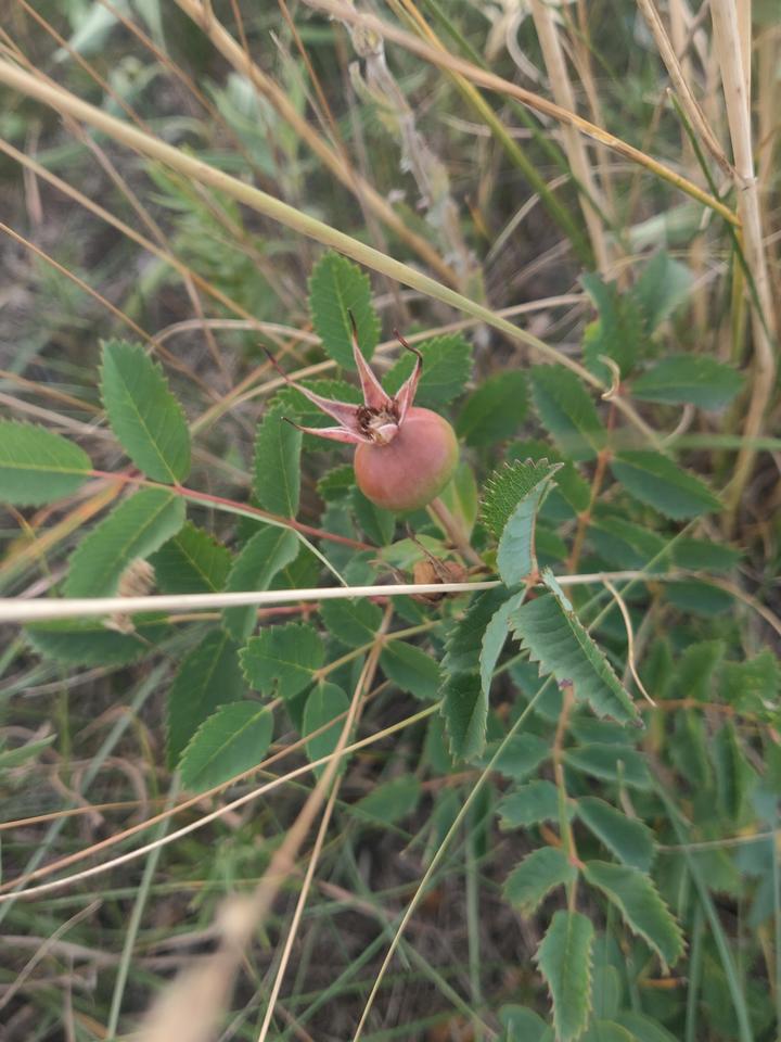 A rose hip (or fruit) has formed at the top of this stem. It is pale pink and green, with a star-shaped structure around a small opening at the top.