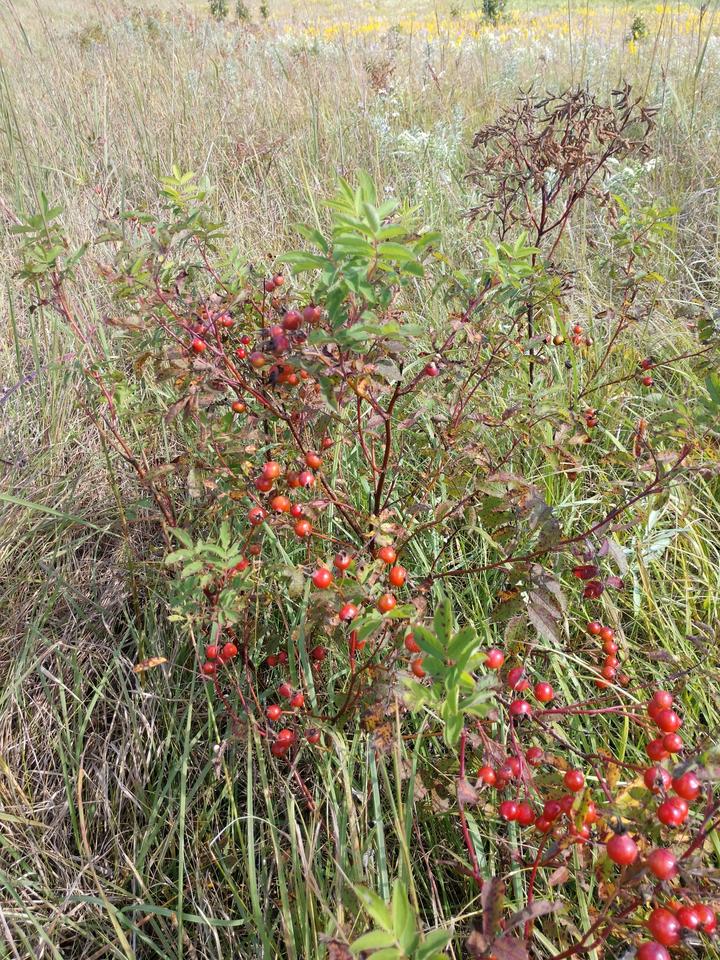 A large prairie rose plant in a grassland setting bears a large number of fruits - maybe 100 in all. Several of the fruits are bright red.
