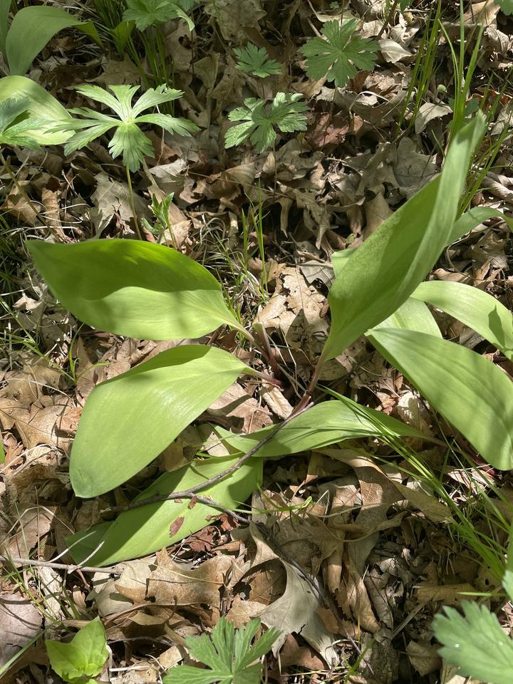 Several large, floppy leaves are now fully unfolded. At their base, the leaves have a slight reddish wash.