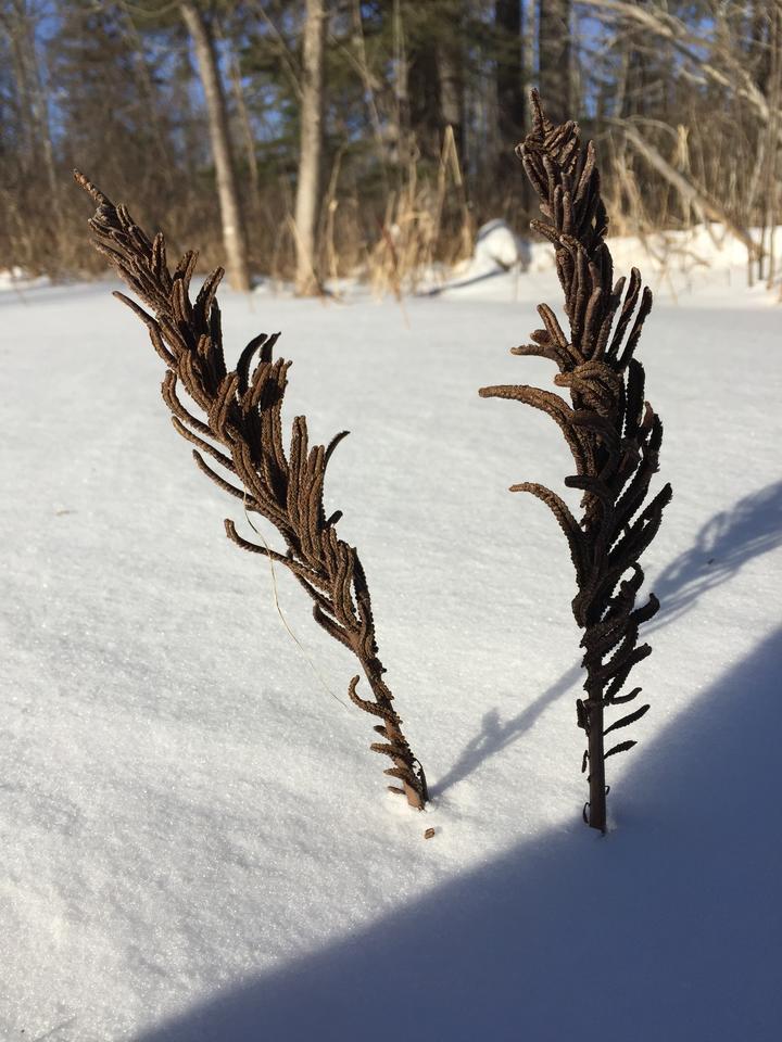 Two dark brown structures poke up from the snow-covered ground. These structures are stiff and feather-like in shape.
