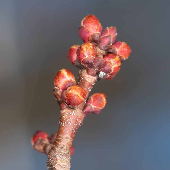 The tip of this red maple twig has about ten flower buds. The buds are red and round.