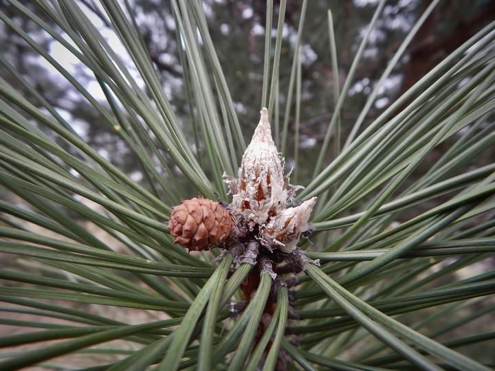This photo shows some small, brown structures that are developing at the tip of a pine branch. A brown, scaled, oval-shaped structure is a young seed cone. The pointy, waxy looking structure is the "candle," where new needles will eventually emerge. 