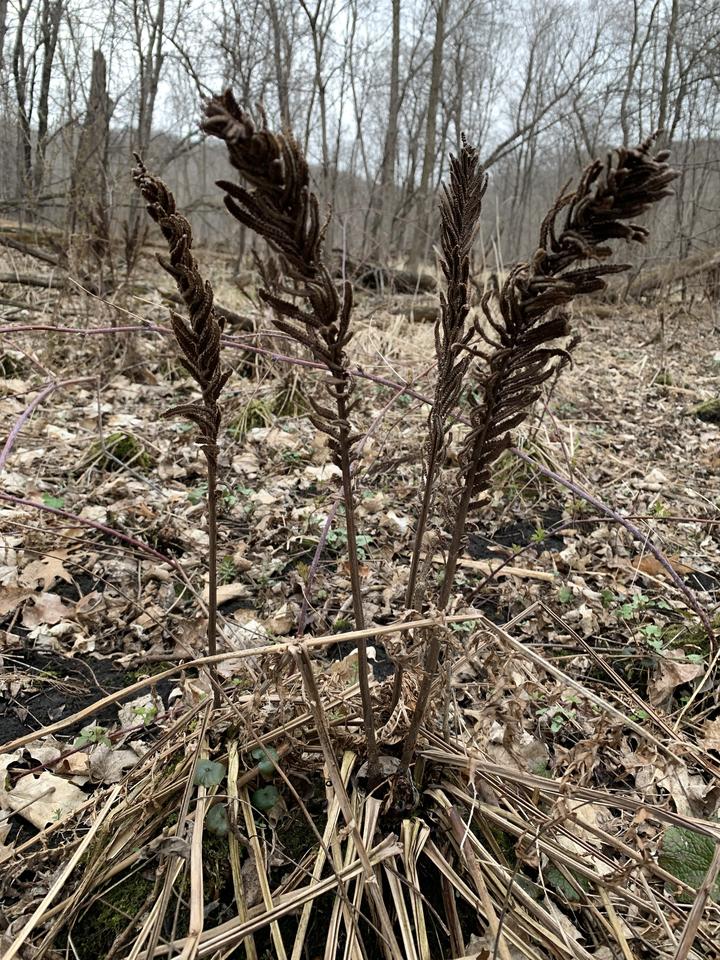 Four dark-brown feather-shaped structures stick up from the forest floor. These are the remnants from last year's growth.