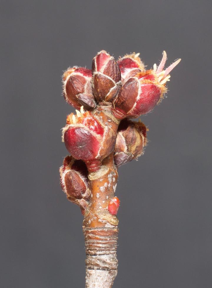 About seven small buds are at the tip of this red maple twig. Pale yellow filaments are visible where one of the buds is breaking open.