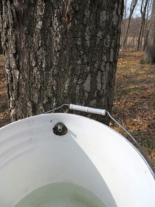 A white bucket is secured to the trunk of a sugar maple tree. A watery liquid has accumulated in the bucket. The background shows a leafless woodland or forest scene.