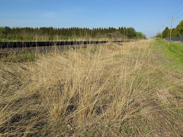 Pale yellow stems are stiff and dry. They suggest that new leaves and stems will soon appear. The setting is open land along a railroad line.