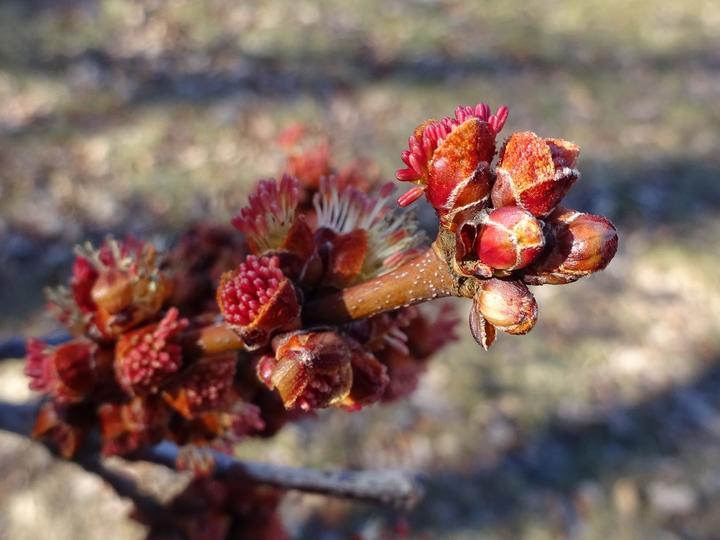 About twenty buds, located at the tip of a red maple twig, are opening. The flowers and buds are shades of bright red and pale yellow.